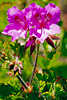 1406_Malvenpaar violette Blten behaarten Wildblume mit Knospen Naturfoto endemisches Malvengewchs Kanarischen Inseln Fotoreise