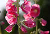 806274_ Malve lila, violetten Blten Fotografie im Gegenlicht in Garten Sonnenschein, Gartenmalve Bltenstand