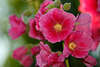806279_ Gartenmalve rosarot, lila Malveblten Bild in Garten am hohen Malvenstrauch, violett Blumenblten