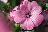 807949_ Rosenmalve gro hell purpur Blte Bild, Gartenmalve Nahbild Malva Alcea Blumenadern Makrofoto