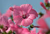 807950_ Purpurfarbene Rosenmalve Malva Alcea runde lila Blte, Rosen-Malve Art in Gartenausflug Bild