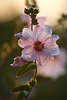 808310_Gartenmalve helle Farben violettrosa gefalteten Malvenbltter Florabild hbscher Lilablte mit Malvenknospen Blumenfoto