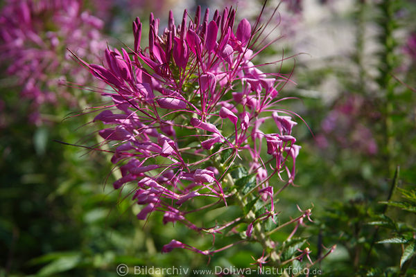 Cleome spinosa Makrofoto Spinnenpflanzen dichte Haarblten rosa-lila bizarre Blmchen