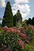 808189_ Kunigundenkraut Wasserdost Eupatorium cannabium prachtvolle Kraut Foto Klein Flottbek Garten