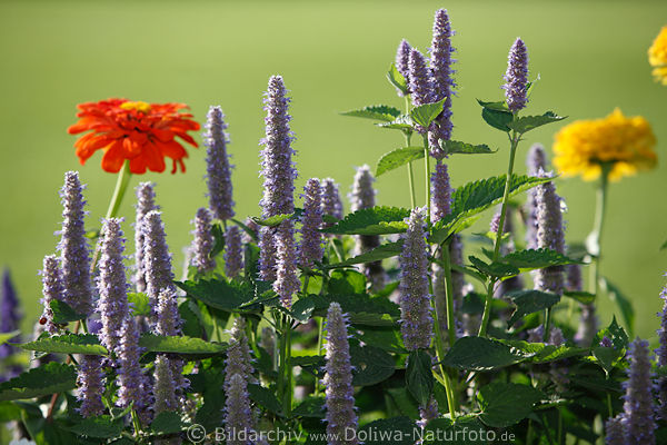 Duftnessel Violett-Blumen Grnbltter Gruppenbild vor hellgrn Hintergrund