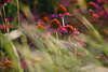 Echinacea purpurea Heilkruter Bltenfoto in Grser, Leuchtstern rote Kpfchen Bild in zarter Sonne