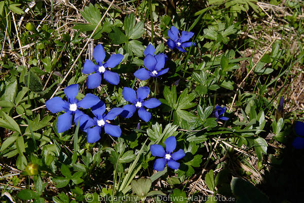 Frhlings-Enzian Naturbild Gentiana verna Blaublten