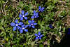 107101_Frhlings-Enzian Naturbild: Gentiana verna Bergkruter Blaublten wachsen gesellig in Gruppen