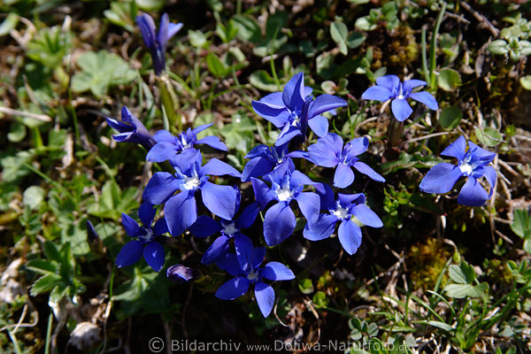 Enziane Gentiana lila-violett Blten blhen in Bergland Natur