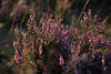 Erikastrauch Violettblten lila Strauch Naturfoto blhen in Gegenlicht