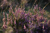 Erika-Strauch Naturfoto violett blhende lila-Blten