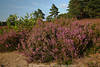 Heidekrautstrauch Calluna vulgaris violett blhende Erikablten in Sonnenschein Naturfoto
