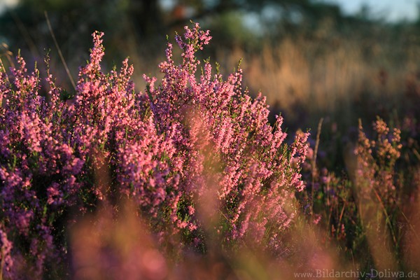 Heidestrauch Erika lila violett blhende Wildblumen dichte Blten