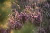 Gegenlicht-Schimmern Erika Heideblten Naturfoto romantisch leuchtend lila Wildblumenbild