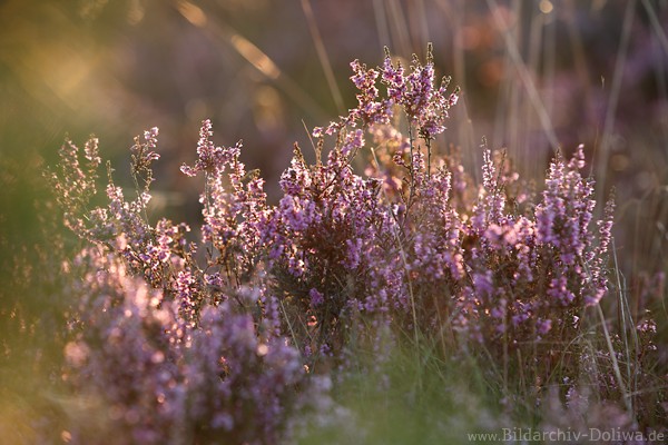 Heideblten Gegenlicht-Schimmern Naturfoto romantisches Erikabild hell lila Violettblumen