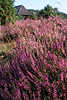 Erika lila violett blhende Heidekraut vor Schafstall Wildblumenblten