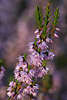 Besenheide Glckchen-Zweig Naturfoto Heidekraut rosaviolett Glockenblten in Makrofoto