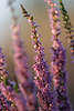707262_ Besenheide Zweige mit rosavioletten Glockenblten, Heidekraut Erikakraut Heidepflanze Florafora