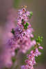 Besenheide Zweige mit Glckchen rosa-violett Blten Makrofoto