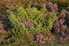 911959_ Heidekraut violett in grn durchwachsen mit kleinem Wacholderstrauch Foto Naturbild in Abendsonne