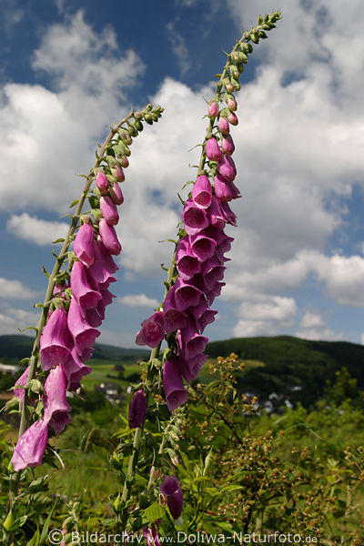 Fingerhut Blumen Paar Digitalis purpurea Heilpflanze vor Wolken Landschaft