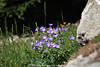 1101829_Geranium Foto blau-weiss 5-Blatt-Blten Bild Storchschnabel Wildblumen in Grnbltter