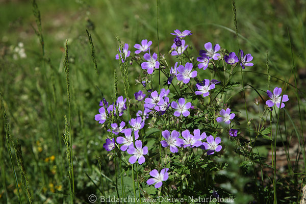 Geranium Bilder blau-weiss Wildblumen Blten Fotos Storchschnabel blaue Flora
