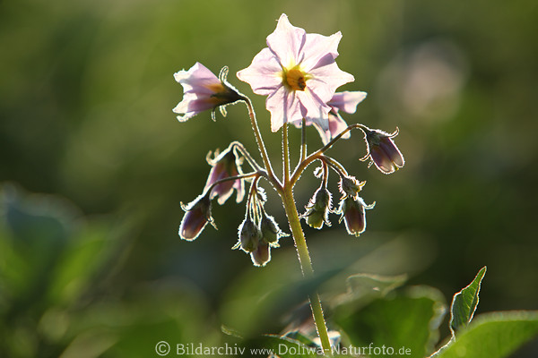 Erdapfelblte Gegenlicht-Saum violett lila Stngel Rispe Knospen