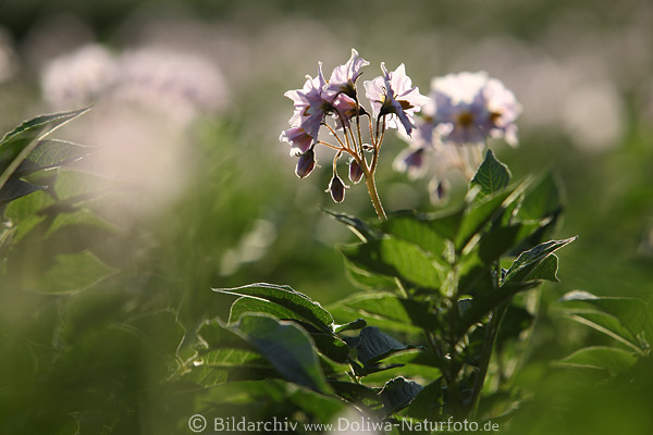 Kartoffelblte lila-violett Frhlingsblte-Fotodesign Ackerlandflora