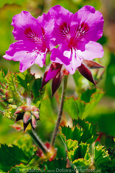 Kanarenmalve Malva canariensis endemische Wildblume violett Blten behaarte Knospen