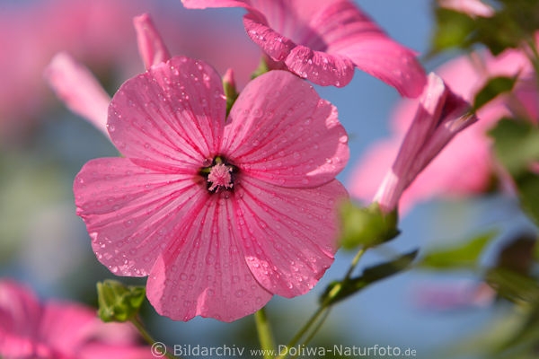 Lavatera trimestris purpur Malvenblte hell Rosenmalve, Heilpflanze, rosarot Streifen