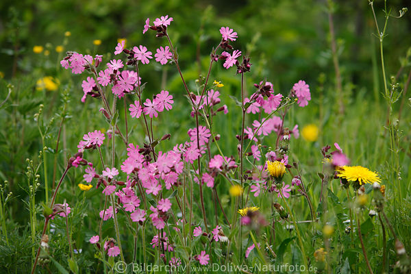 Lichtnelken Lilablten Naturbild Wildblumengruppe in Grnwiese Frhlingsfoto