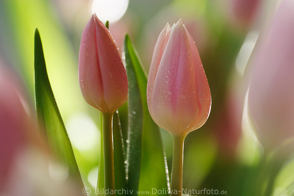 Tulpenblten Blmchen im Seitenlicht Tulipa gesneriana
