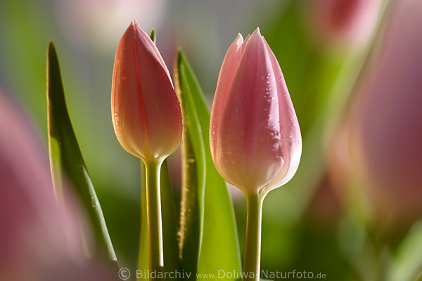 Tulpen Paar Foto Romantik Seitenlicht hell lila Blten Komposition Makrobild Nahaufnahme