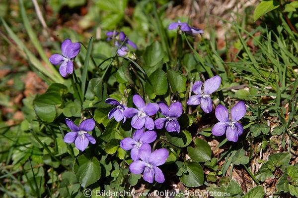 Wald-Veilchen Viola reichenbachiana lilablau Wildblten Naturbild