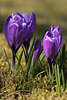 Krokusse Crocus Safran lila-violett-blau Frhlingsblten Makrofoto