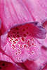 0291_Fingerhut Bild, Digitalis purpurea Foto Gift-Heilpflanze Bltenkelch Makroaufnahme