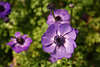 103433_Violette Anemone-Blten Fotos Anemona Coronaria dunkel-lila Blmchen Gartenflora