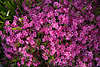 Nelken Bilder Florafotos Dianthus images lila Blumen pink Bltenmotive Botanik-Infos Poster