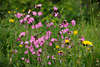 106283_Rote Lichtnelken Lilablten Naturbild Wildblumengruppe in Grnwiese Dianthus Frhlingsflorafoto