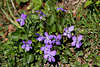 107114_Veilchen Fotos: Wald-Veilchen Viola reichenbachiana lilablau Wildblten Naturbild vom Bergland