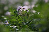 1102685_Kartoffelblume Violettblte Aufnahme Frhlingsfoto lila Bltezeit Knospen in Grnbltter