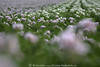 1102687_Kartoffelfeldblte Panoramafoto lila violett Frhlingsblte Ackerfeld Staudenreihe Aufnahme