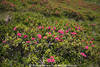 1406389_Wildrosen-Feld krautige Gebirgsflora Foto Strucher violett-lila Wildblten Alpenrosen Naturbild