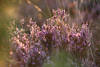Heideblten Gegenlicht-Schimmern Naturfoto romantisches Erikabild hell lila Violettblumen