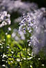 802228_ Blumen lila-blaue Glckchen Romantik Fotos, kleine Blmchen Fotografie im Lichteinfall der Sonne