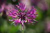 802268_ Wiesenflockenblumen Fotos, Flockenblume Naturbilder violetten Blten, Kruter lila Blten Fotografie