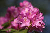 Rhododendron-Violettblte Makrofoto hbsche Lilablume in Sonnenschein vor Blaugrund
