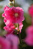 Stockmalven Alcea rosea Stockrose Zierblumen violett lila Blten langer Hochstngel