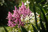 807041_ Astilbe x crispa Perkeo lila-rosa Bltenstand Bild im Sonnenschein, Grser Dekostrauch violette Blten